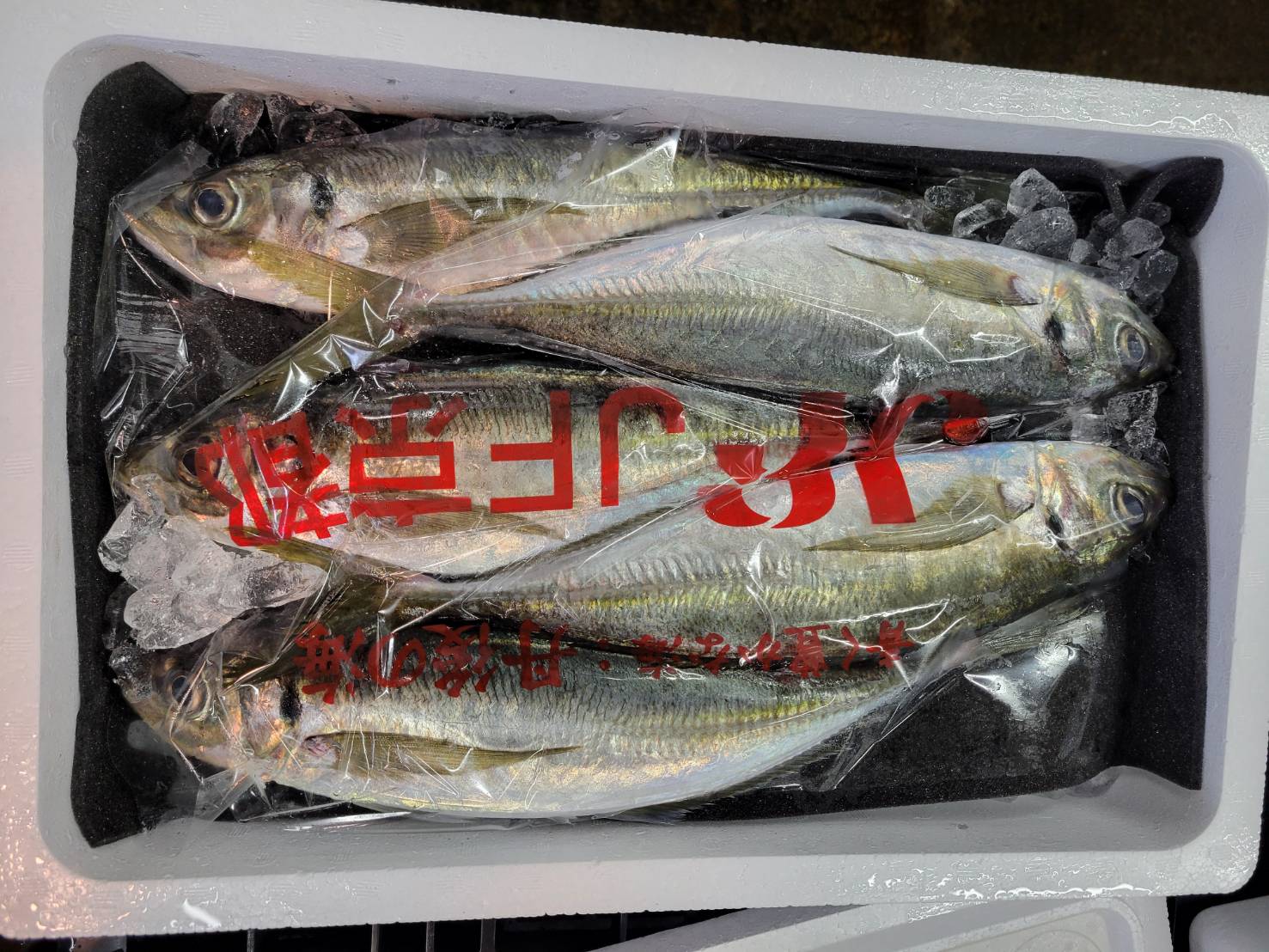 真アジ(大分他)　釣