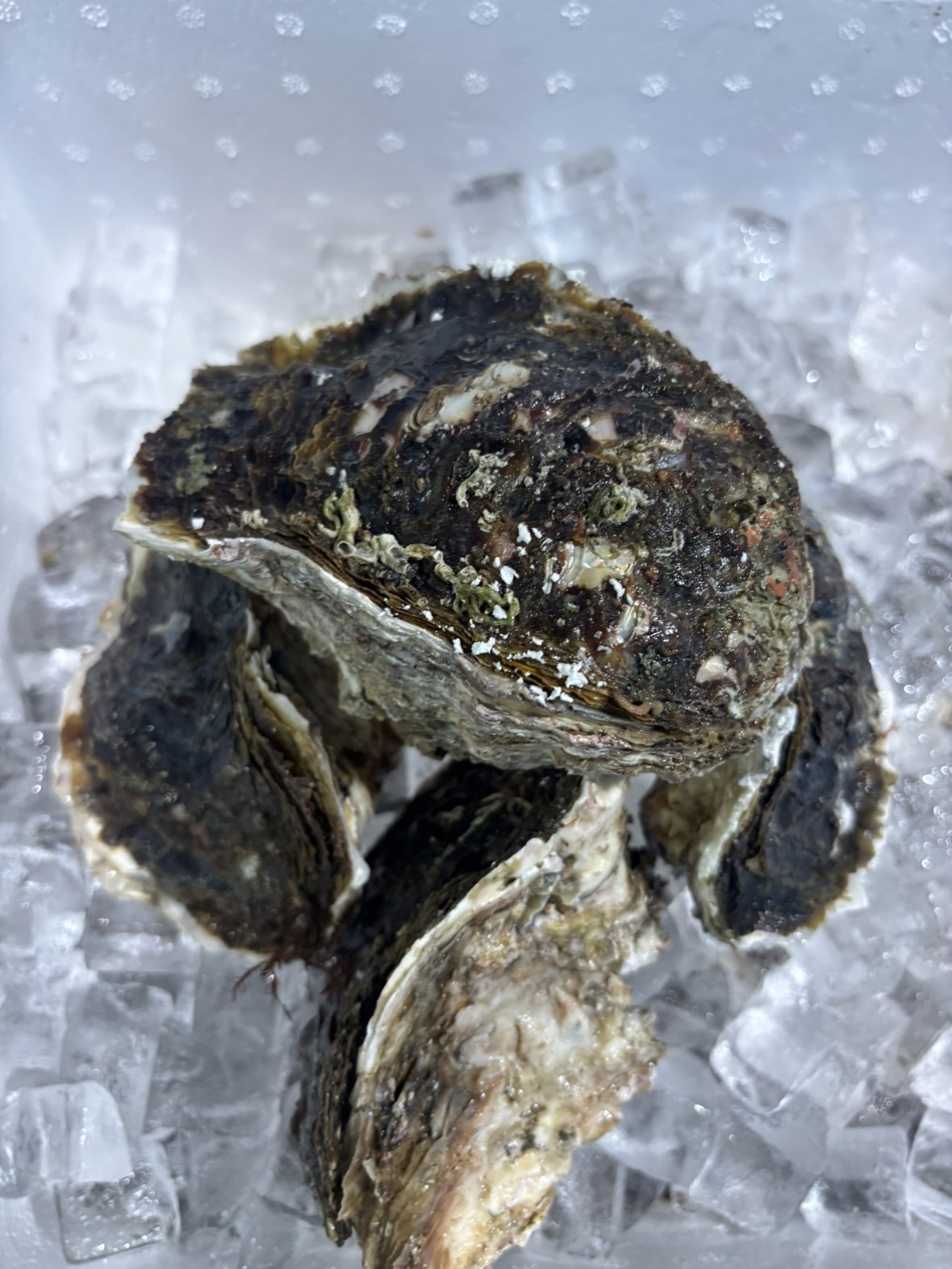 岩牡蠣(京都他)　350/450G