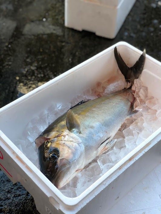 活〆養殖かんぱち(鹿児島産)