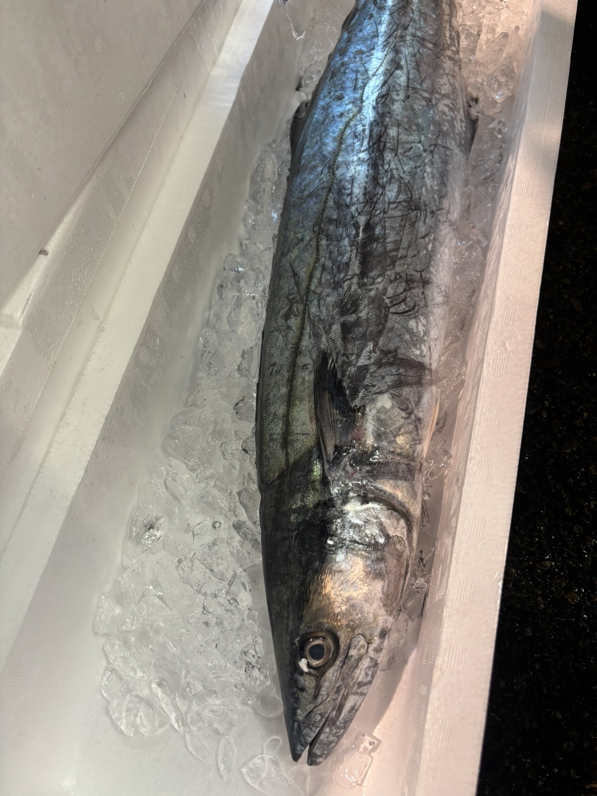 サワラ(福岡他)釣　3.0-4.0KG