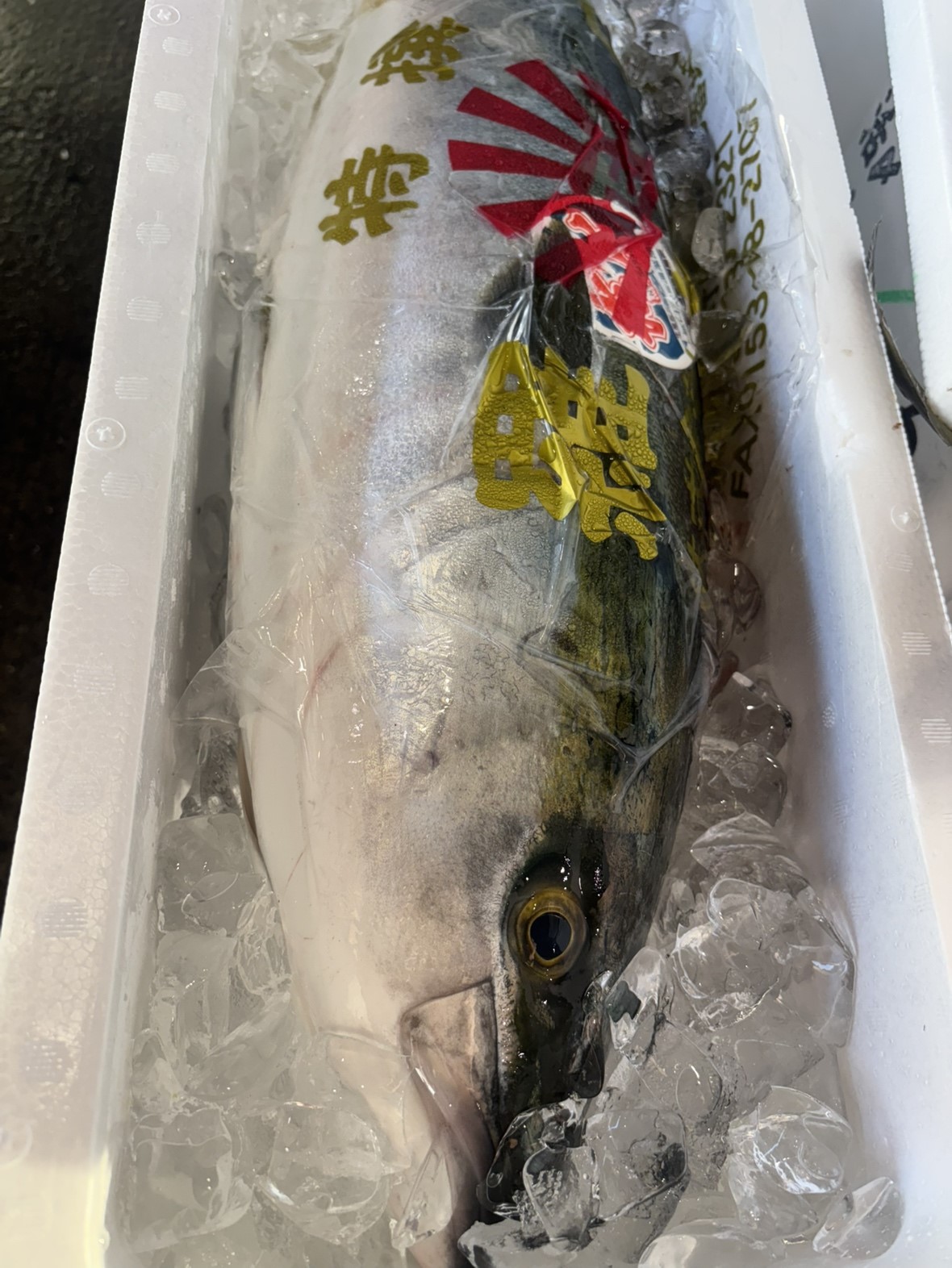 活〆天然ぶり(三重他)定置網　7-9KG/尾