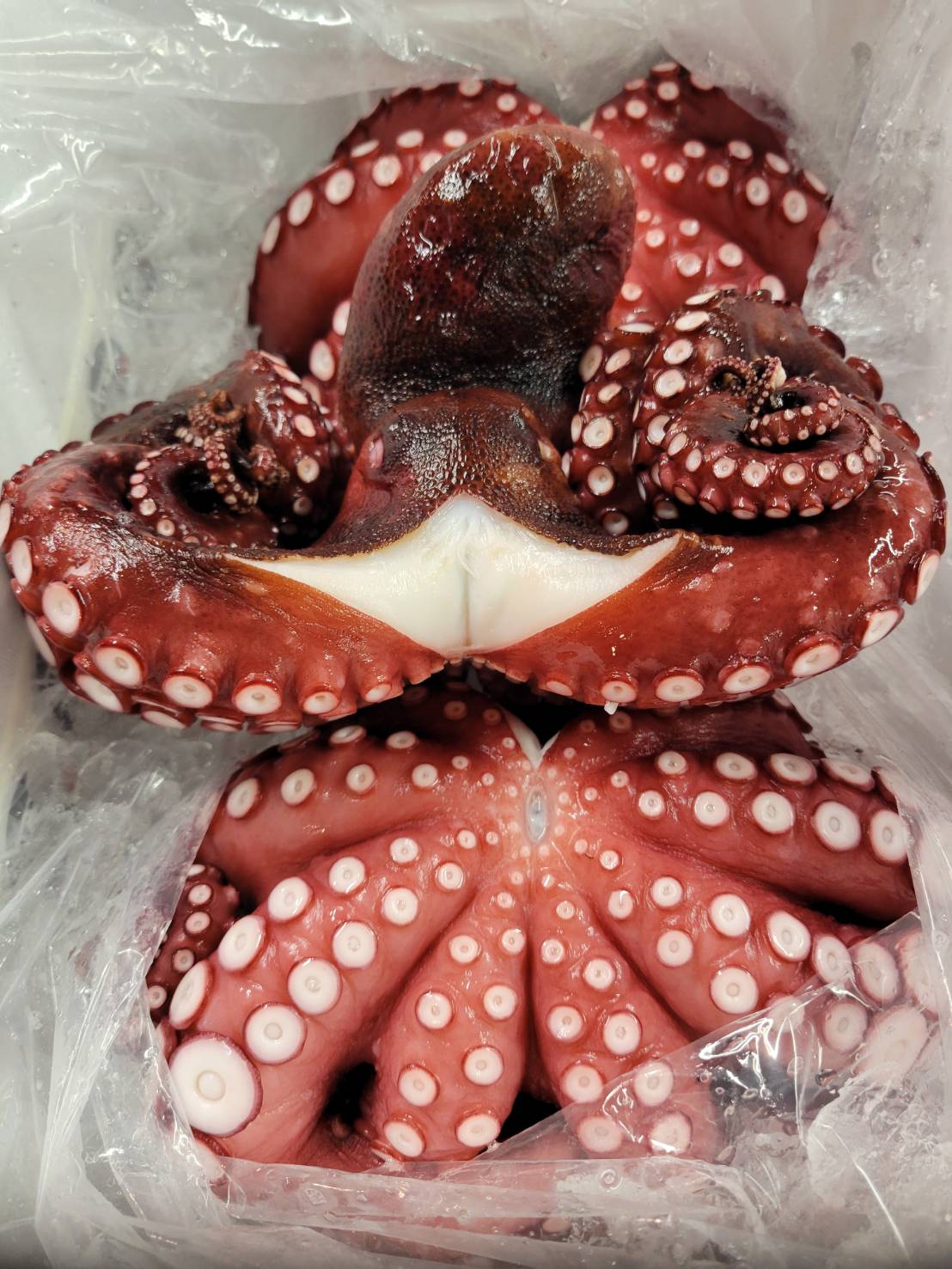 ボイル真タコ(モーリタニア)頭付