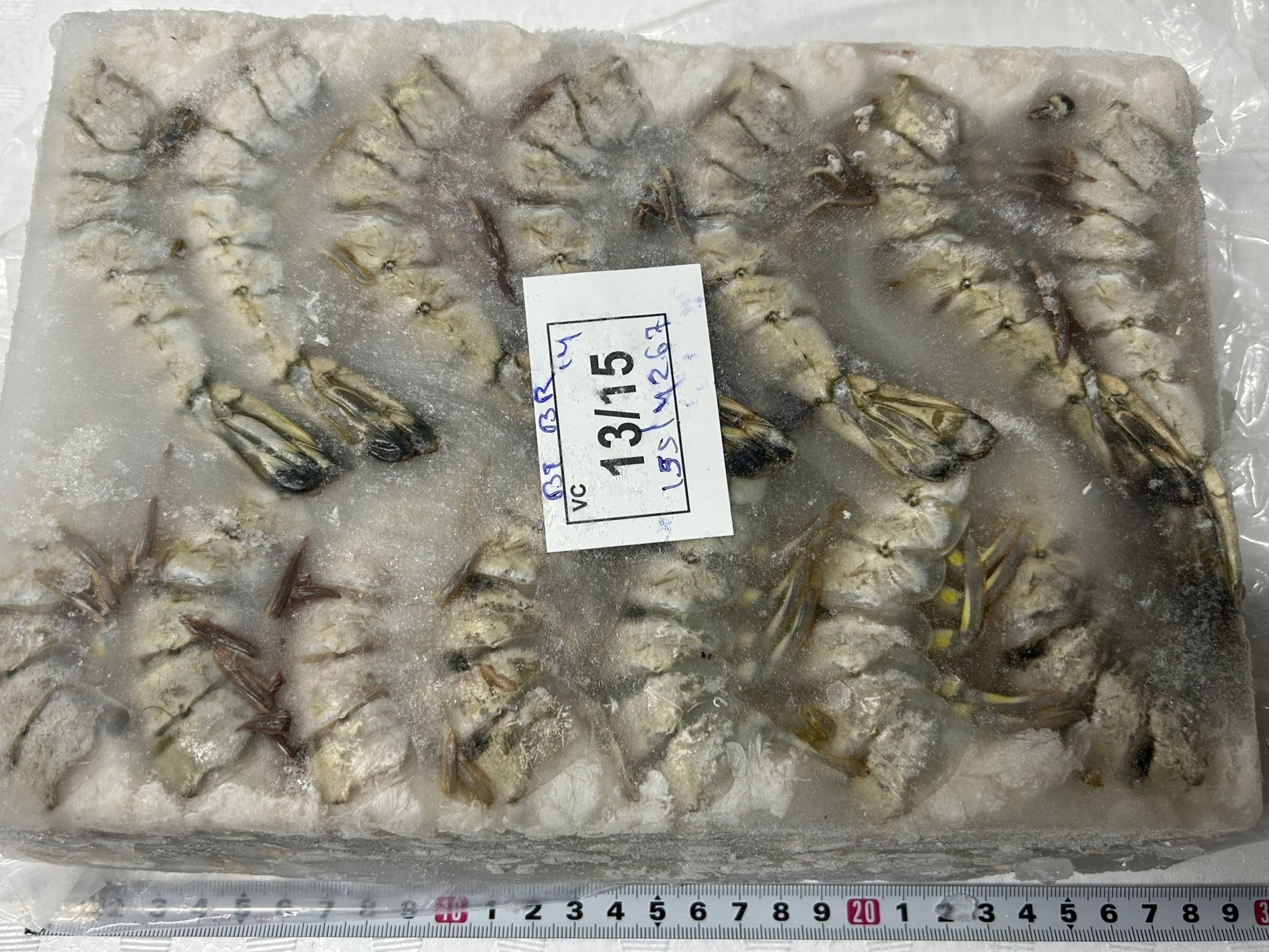 冷凍ブラックタイガー無頭　13/15 並品