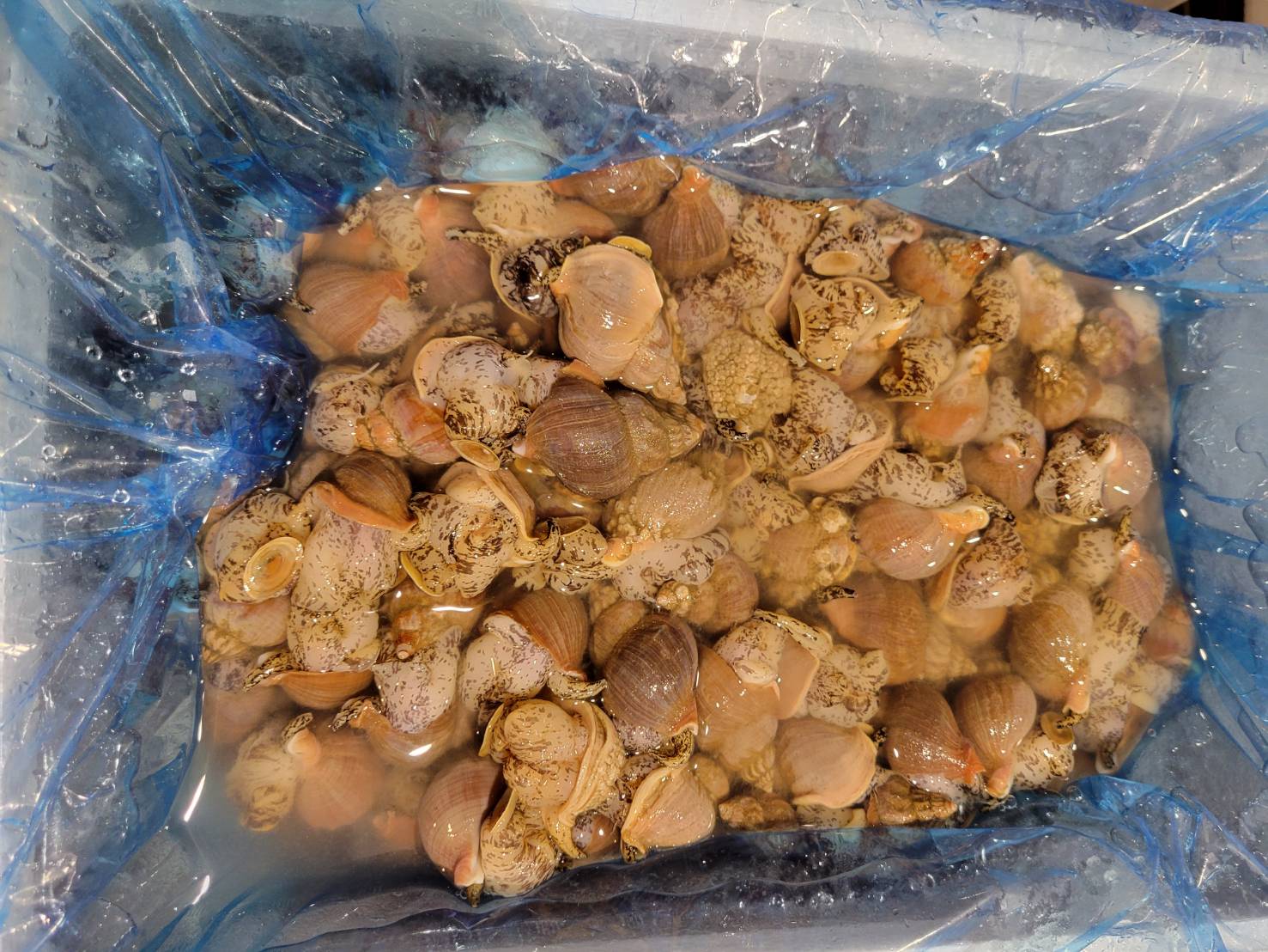 磯つぶ貝(北海道他)　KG