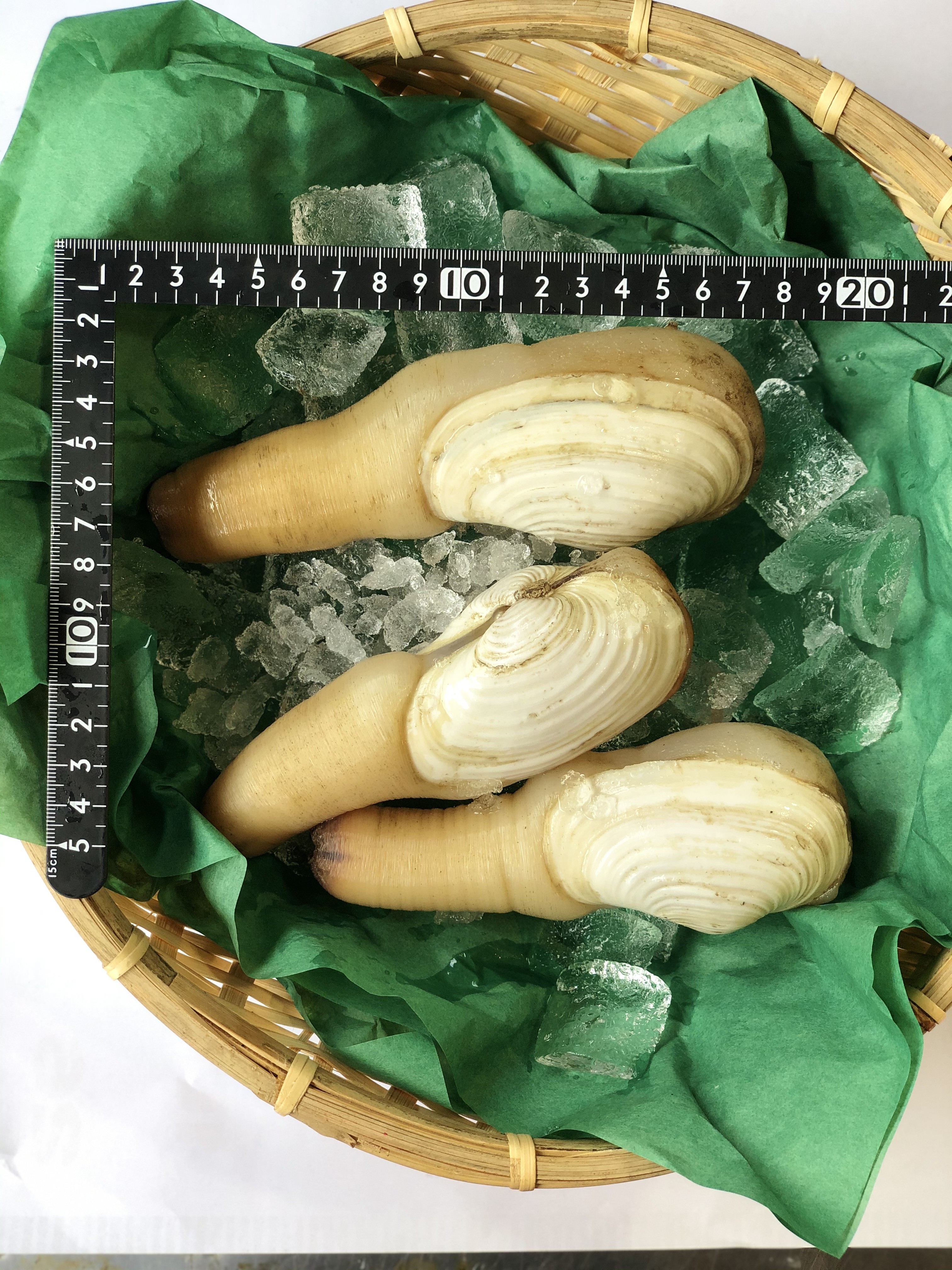 白ミル貝(愛知他)