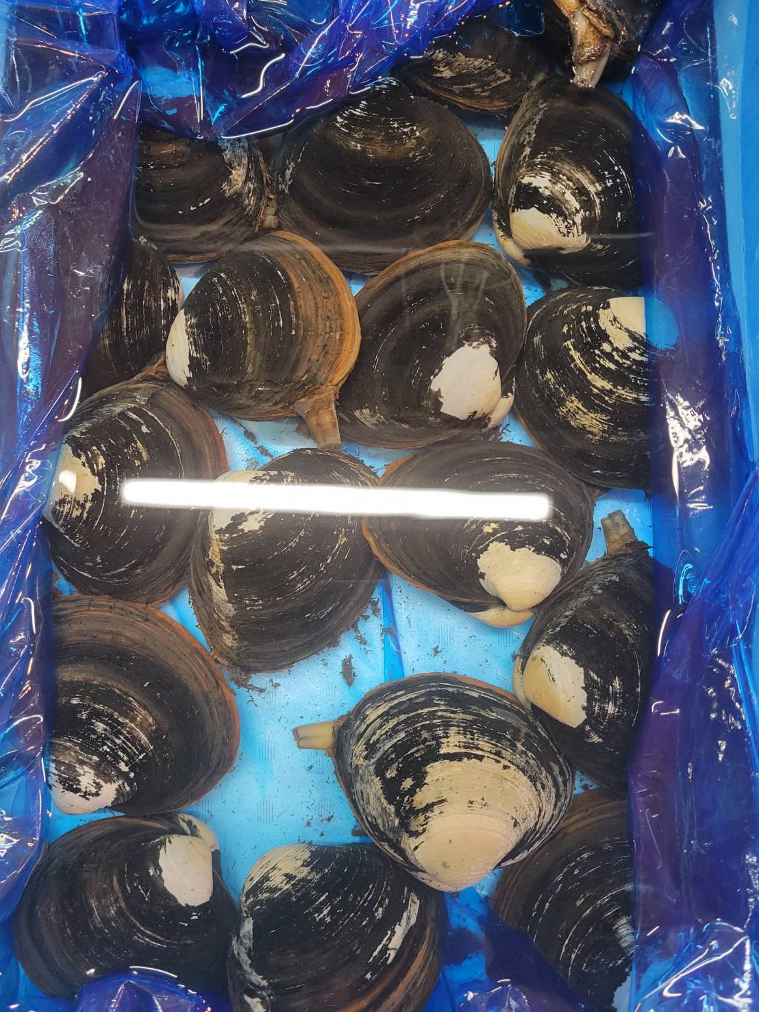 ホッキ貝(北海道)茶　0.2/0.3KG