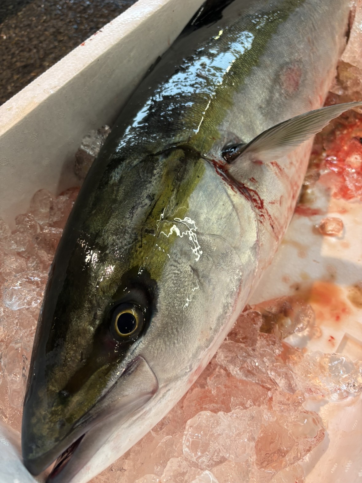 活〆養殖ハマチ(鹿児島他)