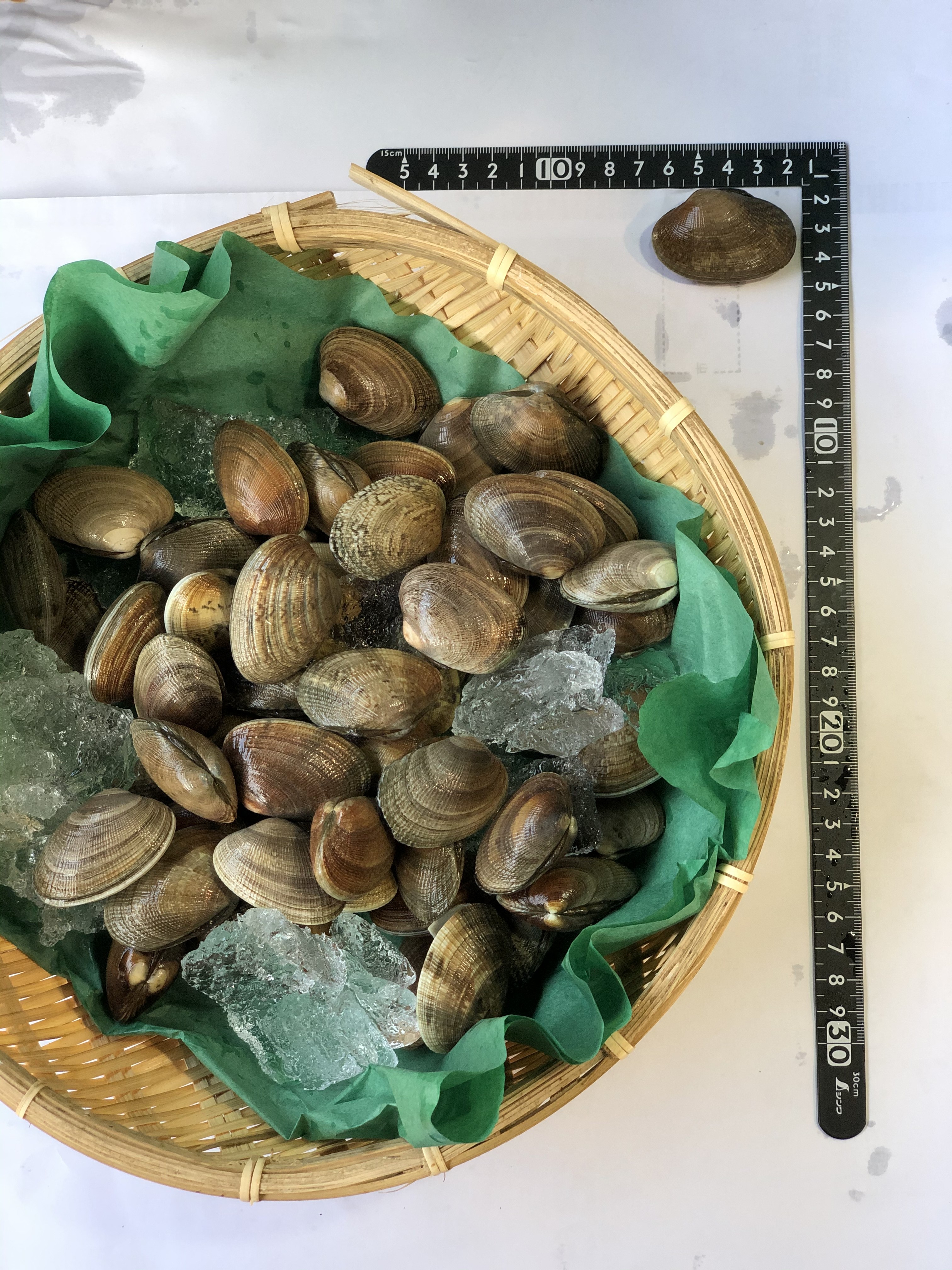 北海アサリ(北海道･厚岸)