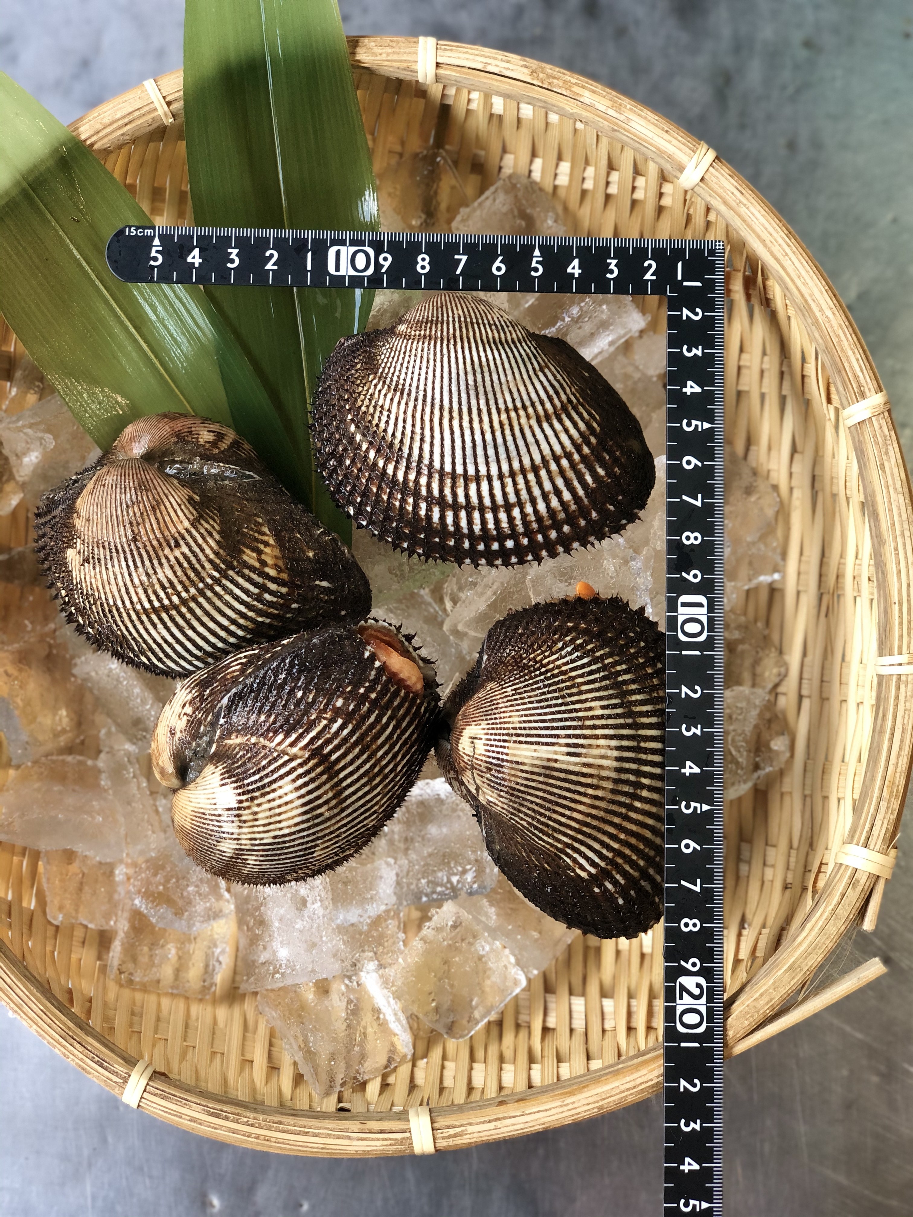 赤貝(中国産)　100/120G