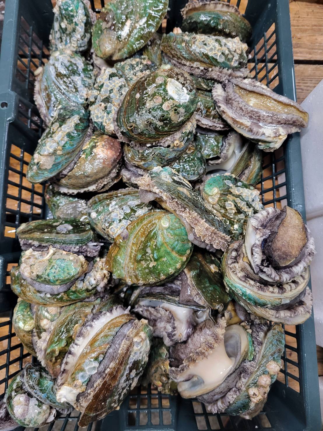 活あわび(韓国産)70/80G