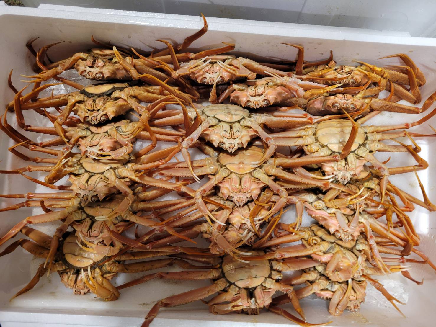 セコガニ(鳥取他)2番手　約120/160G