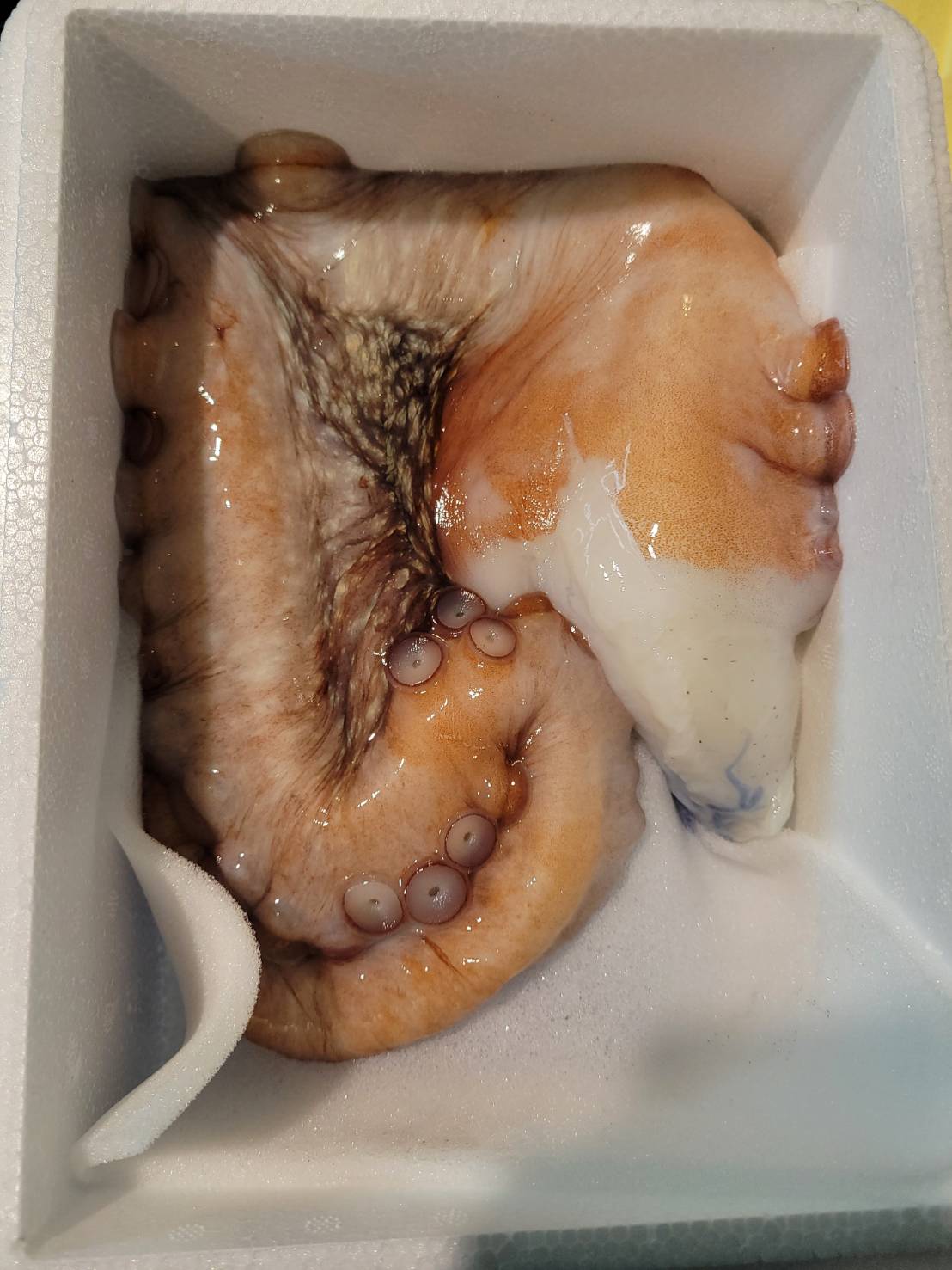 生タコ(北海道他)足