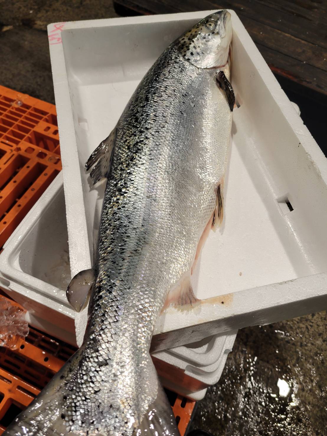 アトランティックサーモン　4.0/5.0KG