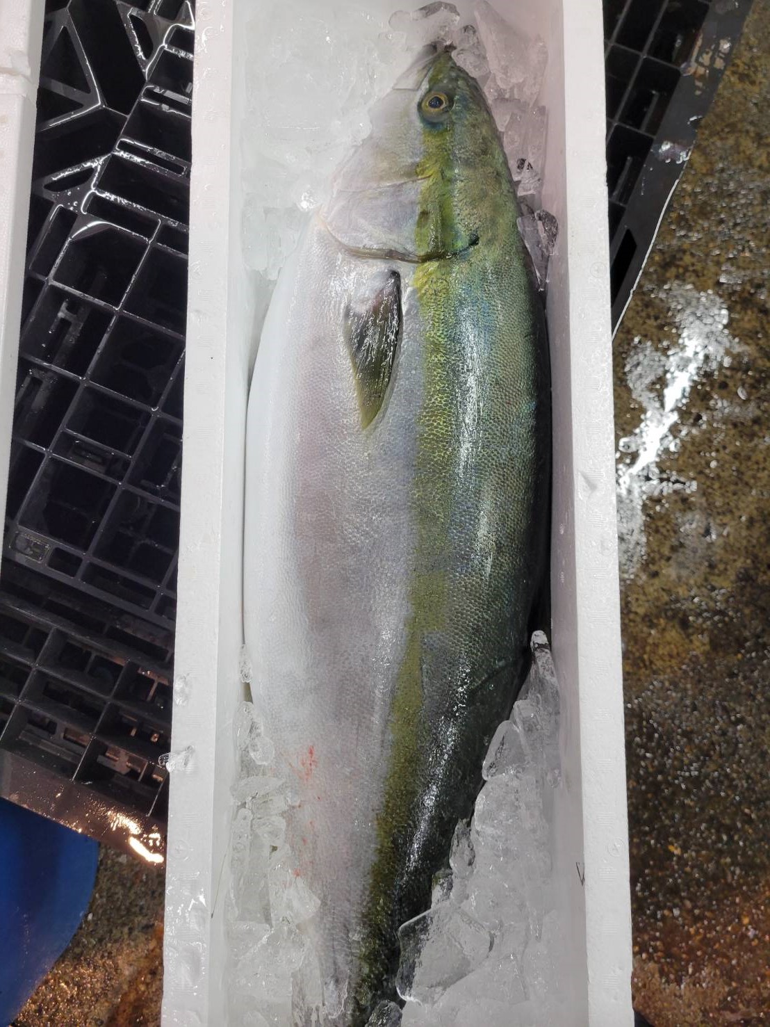 天然ぶり(長崎他)定置網