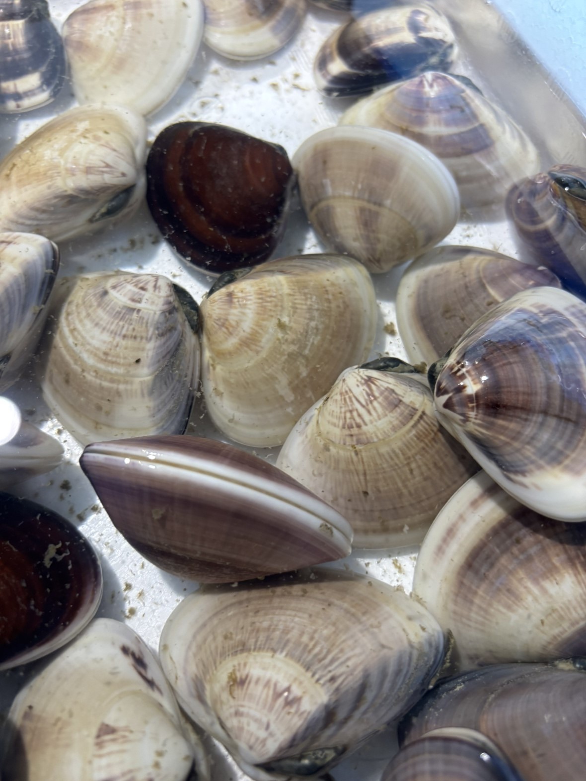 地はまぐり(千葉他)　40/60G