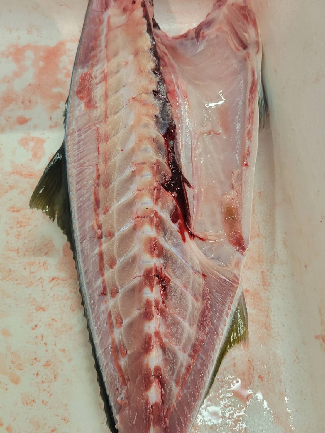 活〆天然ぶり(三重他)半身　7-9KG/尾