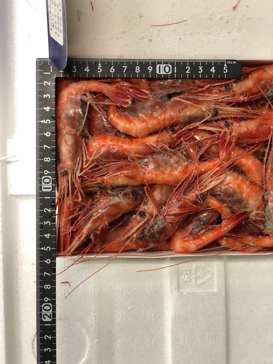 冷凍有頭殻付甘えび　２Ｌ　約50-55尾