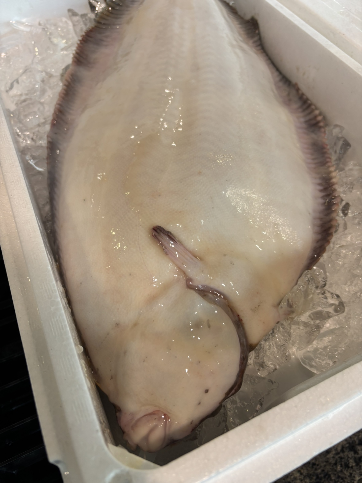 活〆養殖平目(愛媛他)　1.0/1.3KG