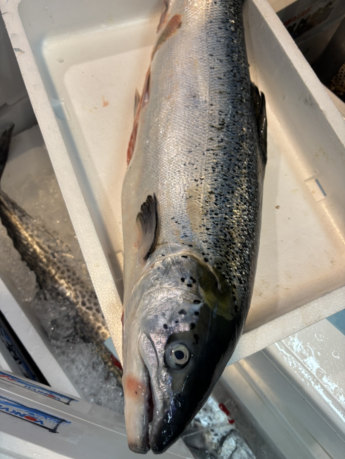 養殖富士ｱﾄﾗﾝﾃｨｯｸｻｰﾓﾝｾﾐﾄﾞﾚｽ 3-5KG台