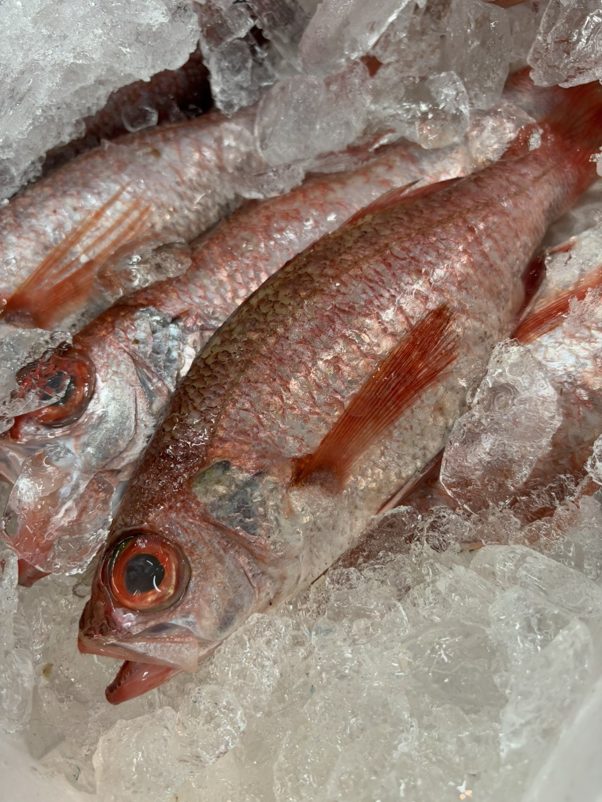 赤ムツ(長崎他)釣