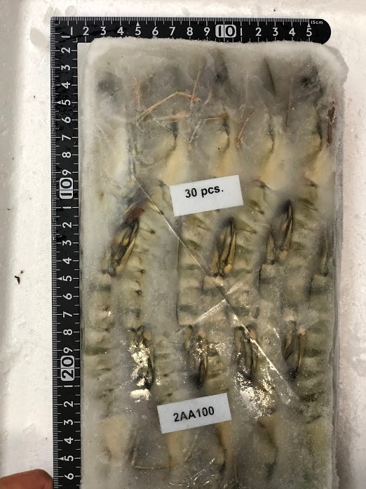 冷凍ブラックタイガー有頭　30尾　ｴﾋﾞ